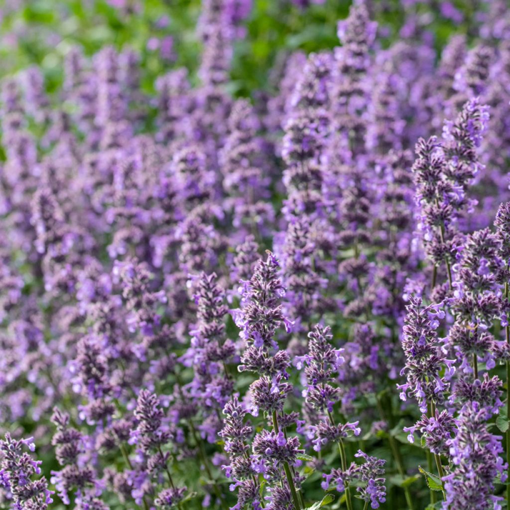 Nepeta grandiflora Summer Magic - Kattenkruid