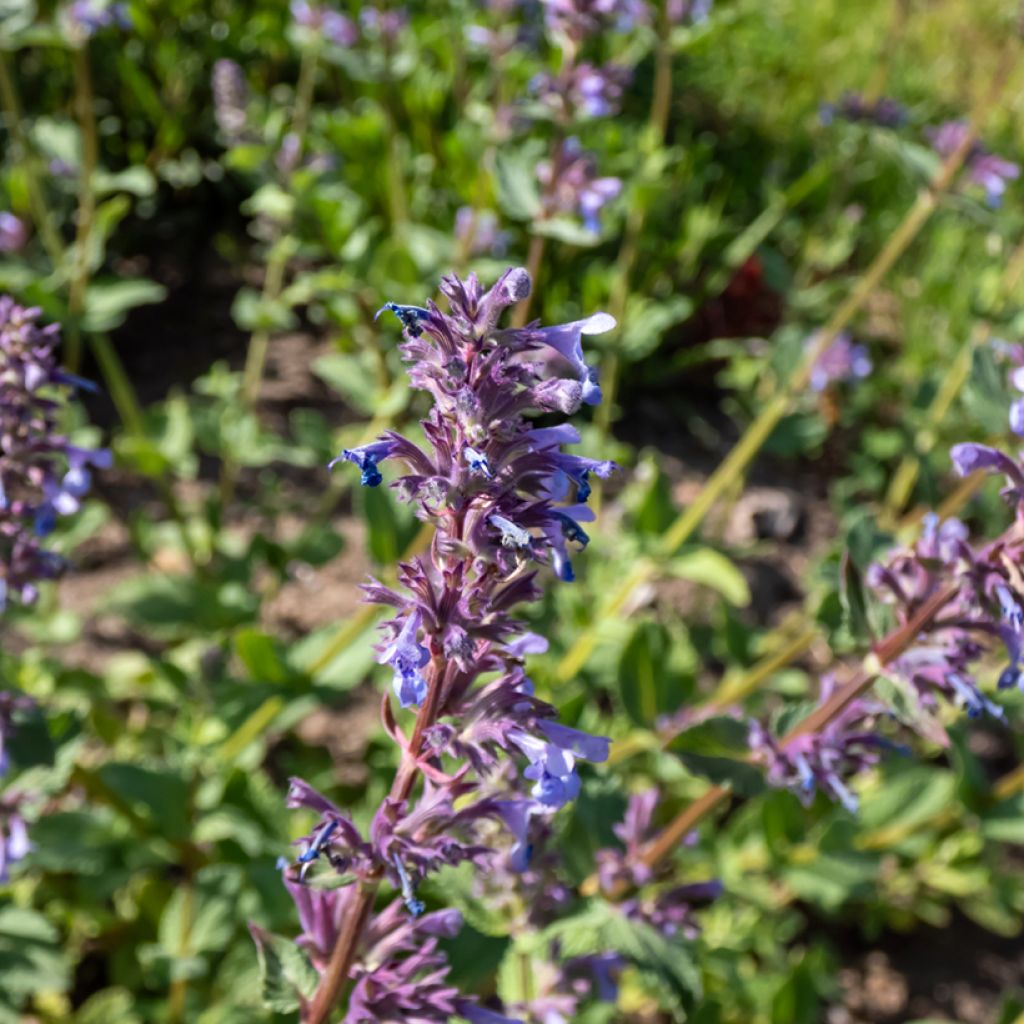 Nepeta grandiflora Zinser's Giant - Kattenkruid
