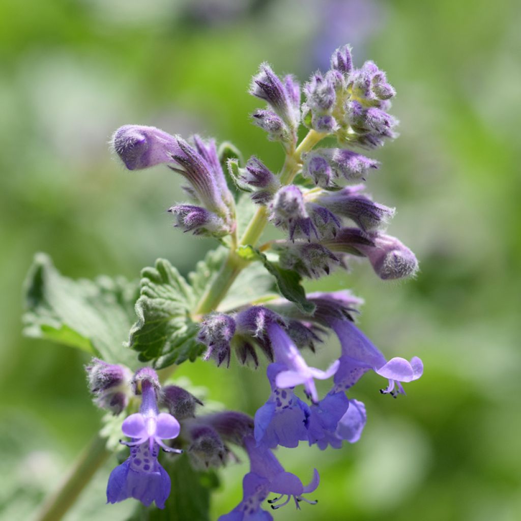 Nepeta manchuriensis Manchu Blue - Kattenkruid