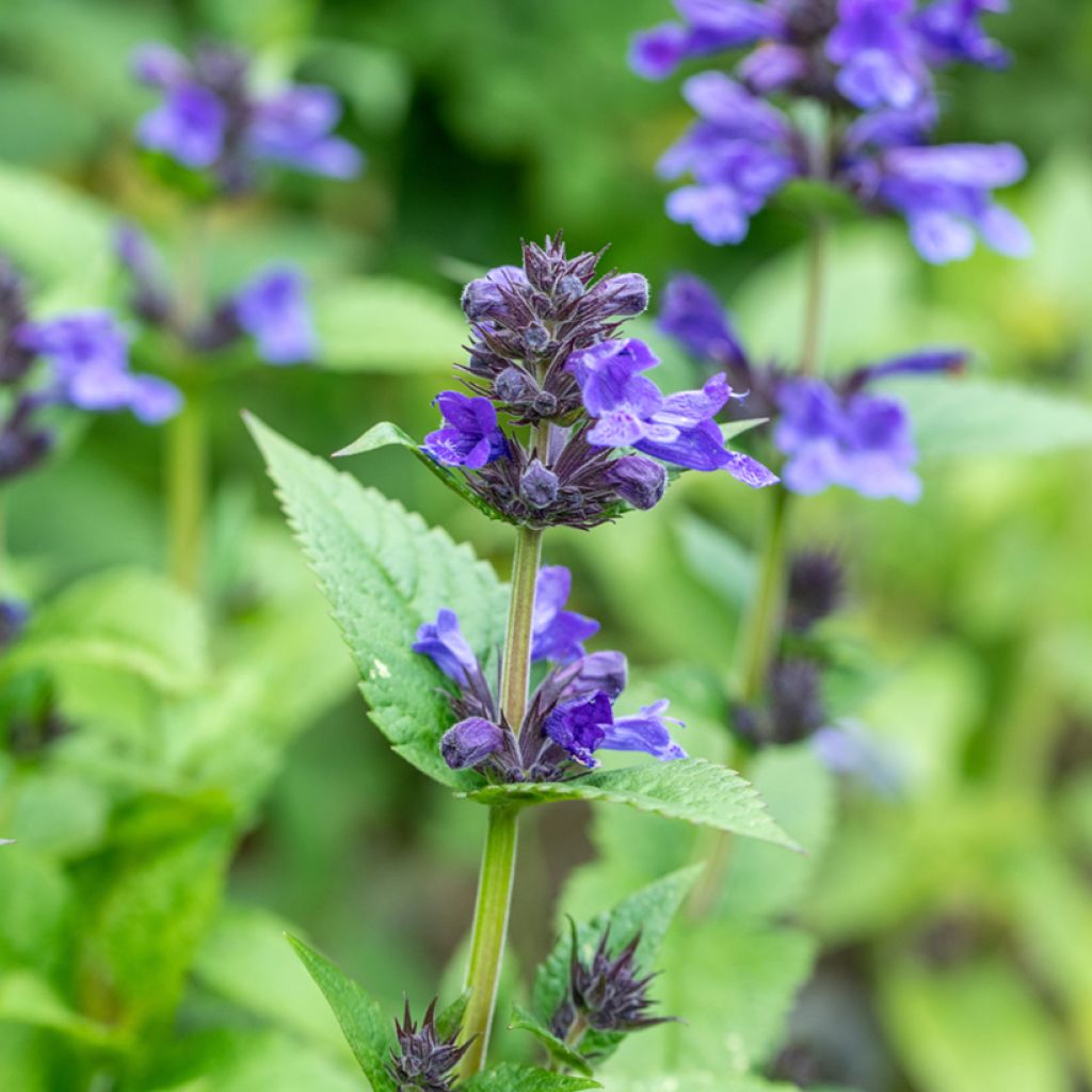 Nepeta nervosa Neptune - Kattenkruid