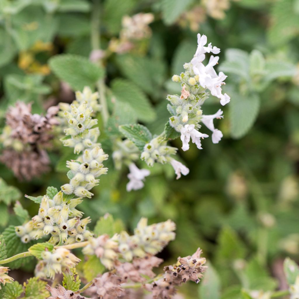 Nepeta racemosa Snowflake - Kattenkruid