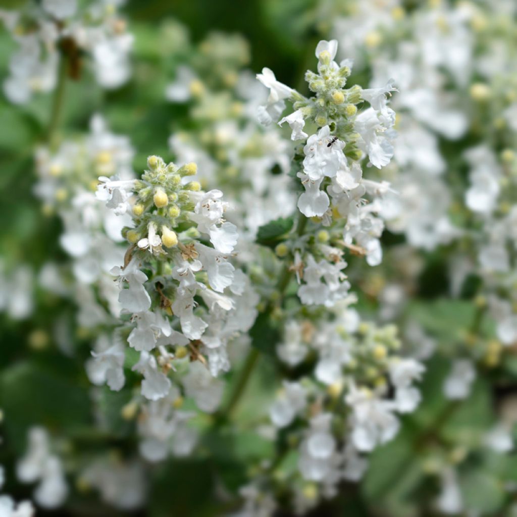 Nepeta racemosa Snowflake - Kattenkruid