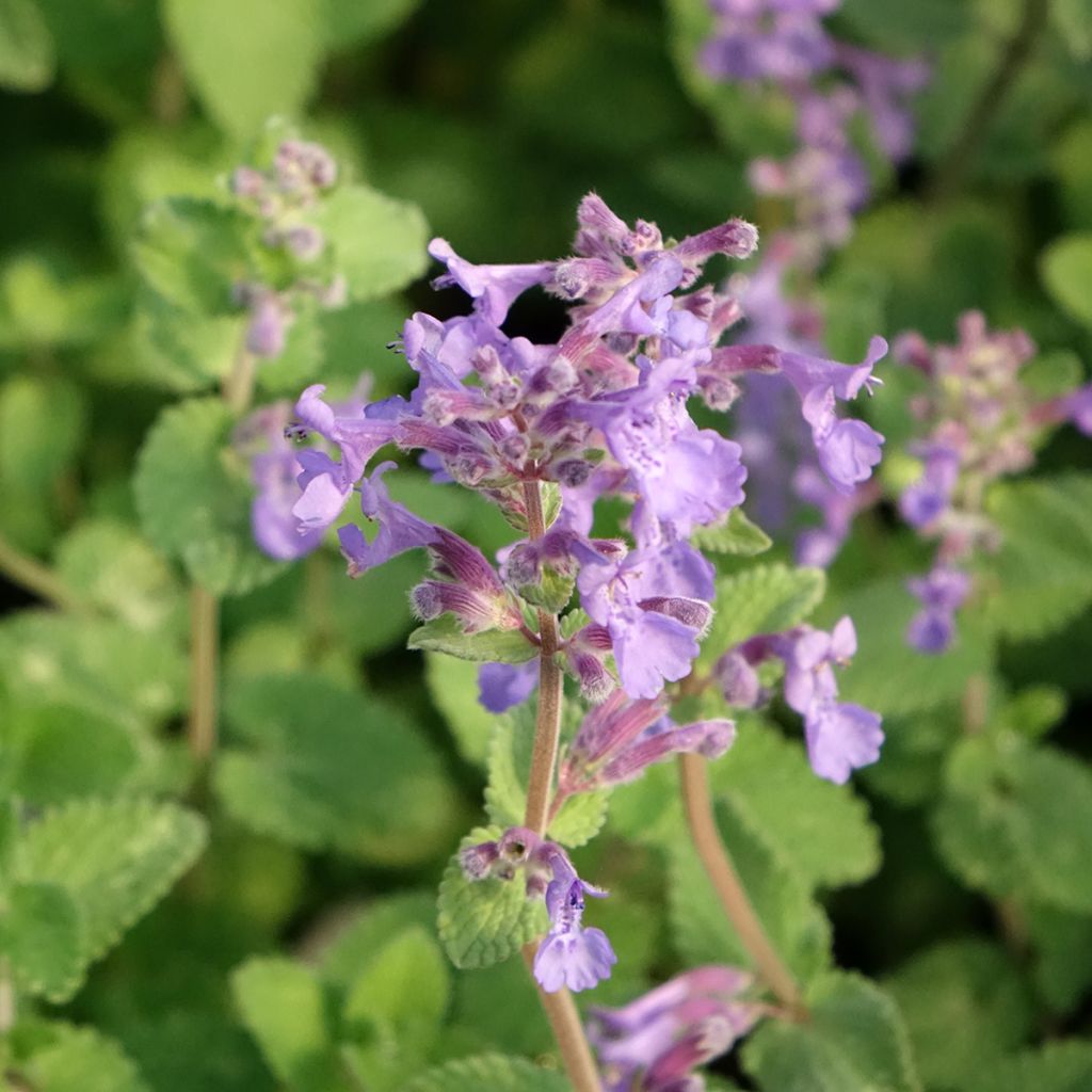 Nepeta faassenii Walkers Low - Kattenkruid