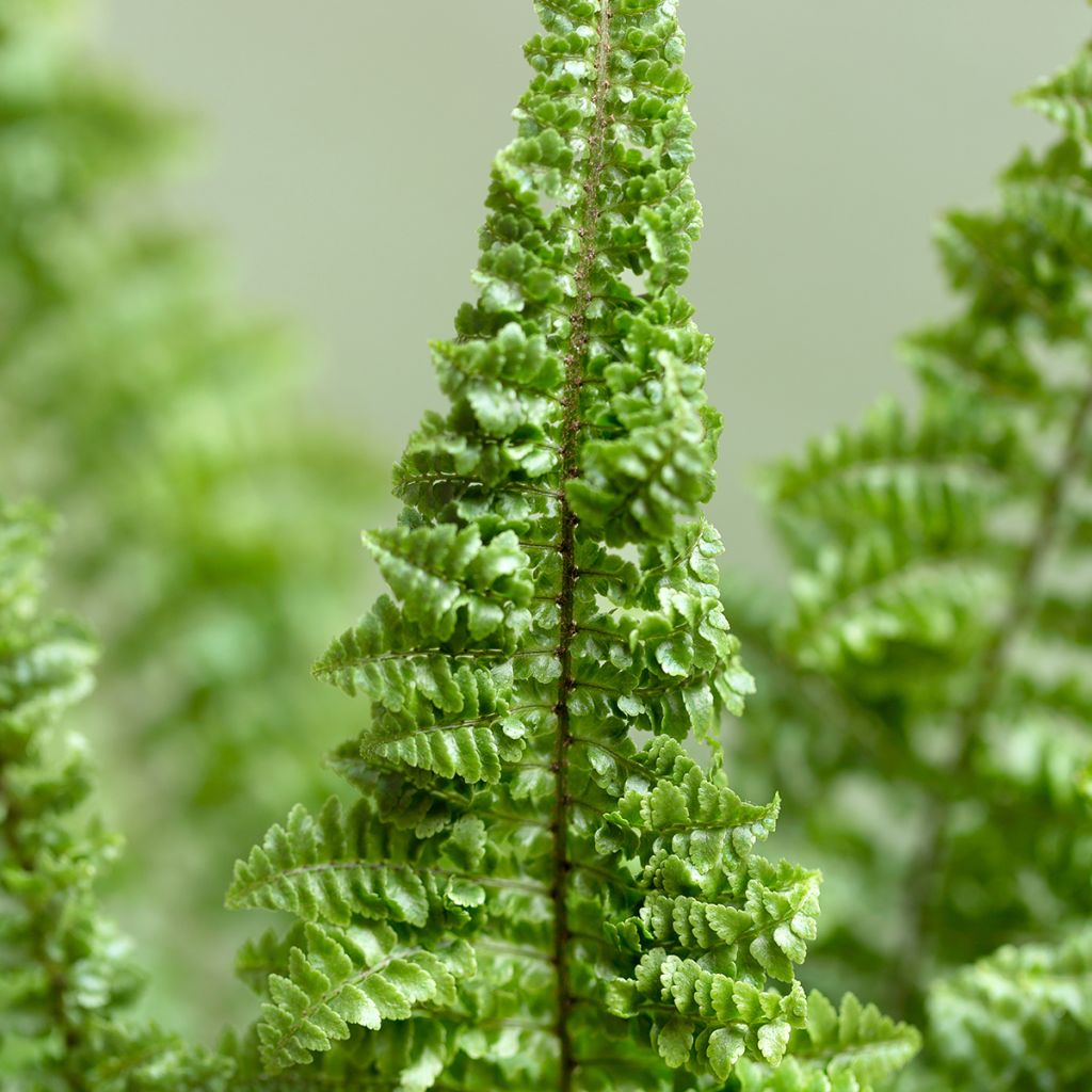 Nephrolepis exaltata Cotton Candy - Bostonvaren