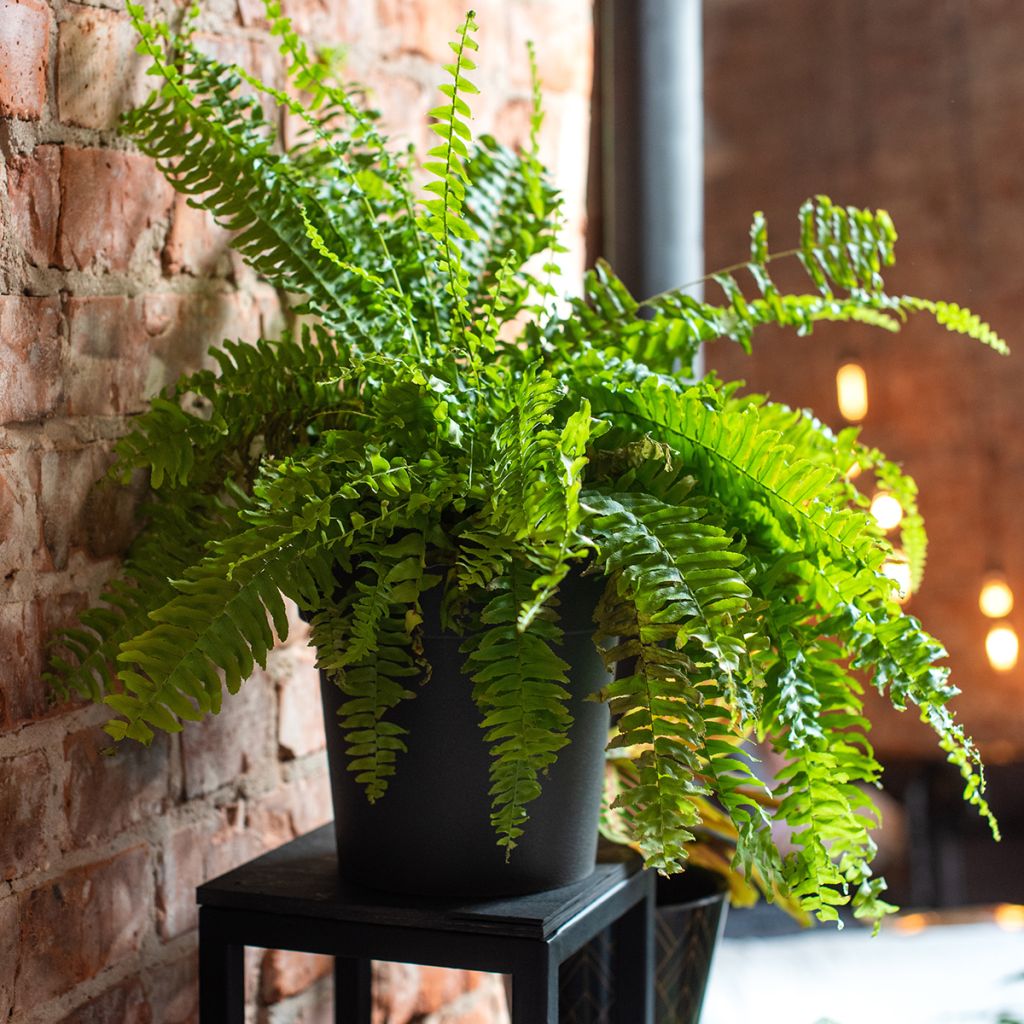 Nephrolepis exaltata Green Fantasy - Bostonvaren