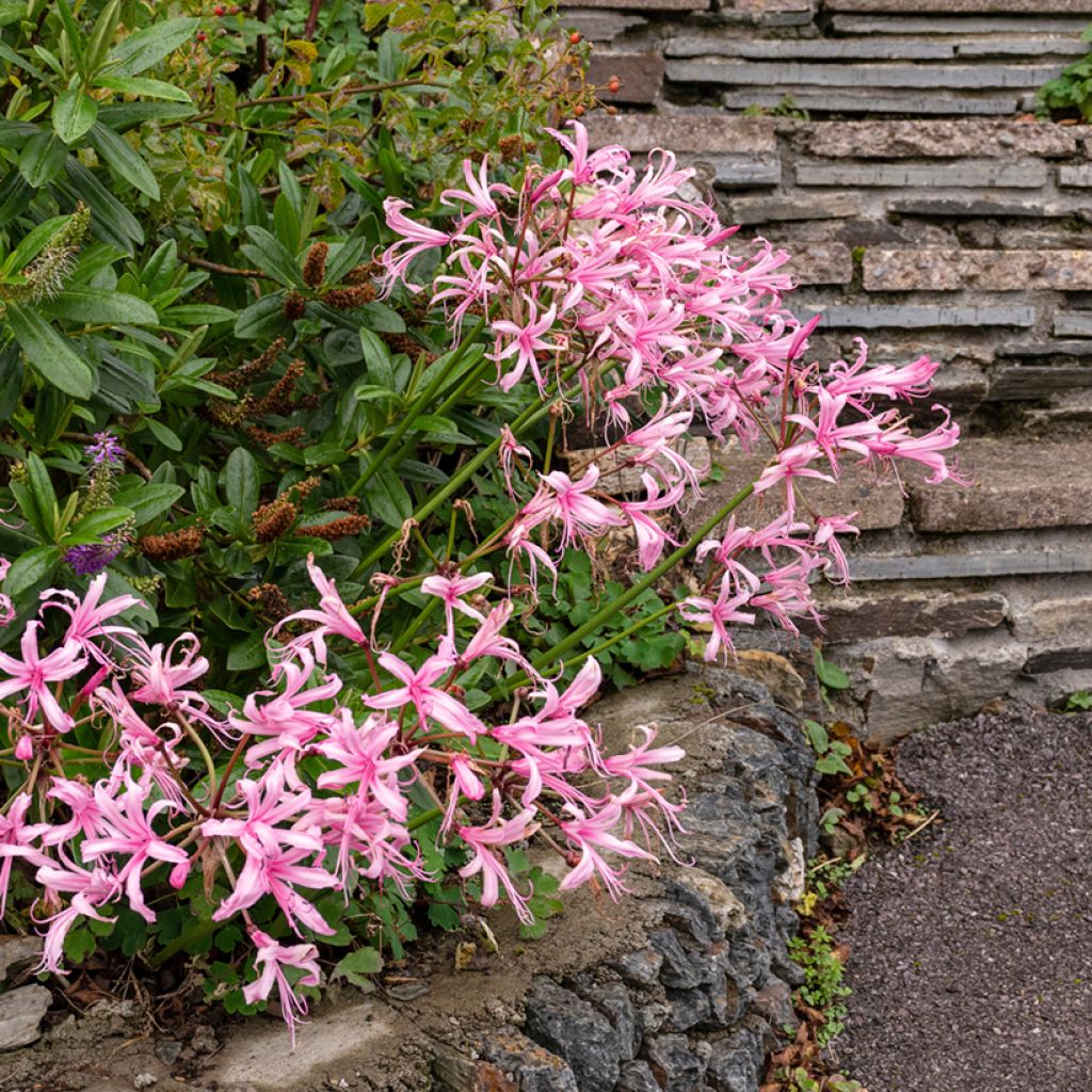 Nerine bowdenii Amandi - Kliplelie