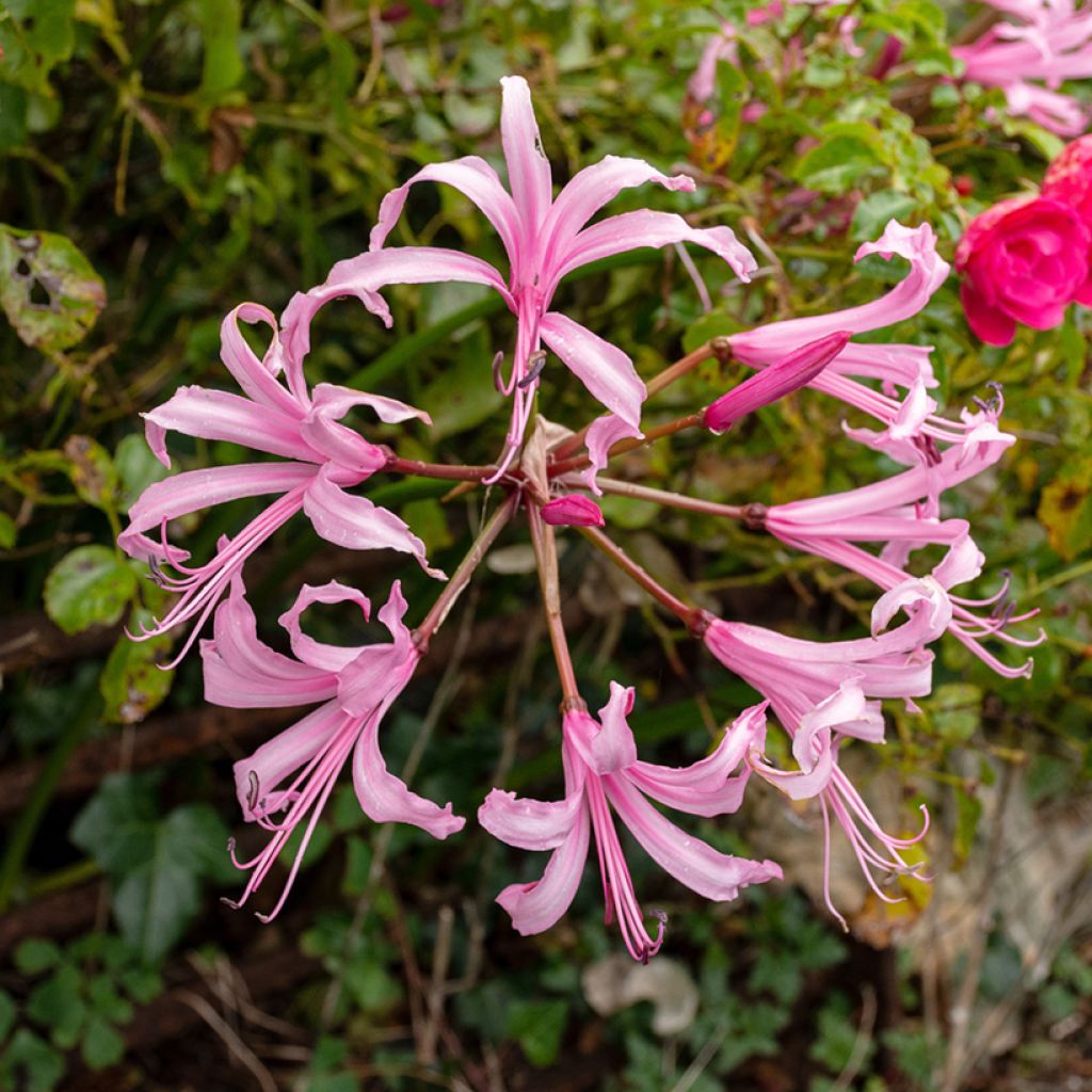 Nerine bowdenii Amandi - Kliplelie
