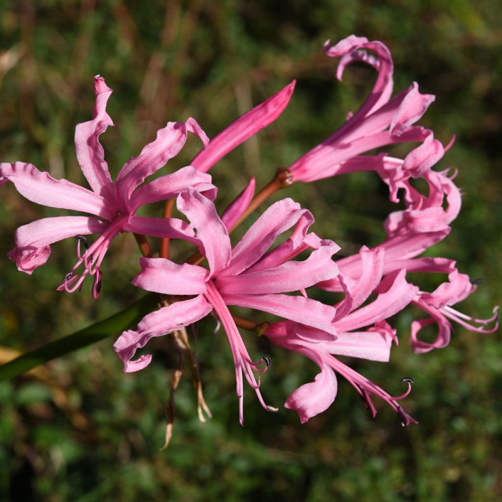 Nerine bowdenii Amandi - Kliplelie