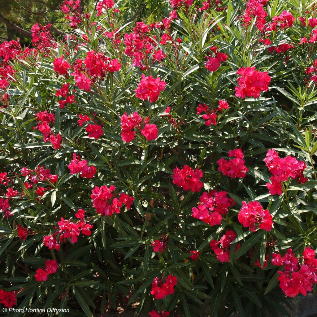 Nerium oleander Rood Dubbel - Oleander