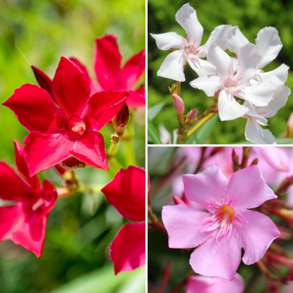 Nerium oleander Tricolor - Oleander