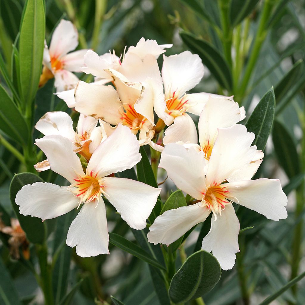 Nerium oleander Angiolo Pucci - Oleander