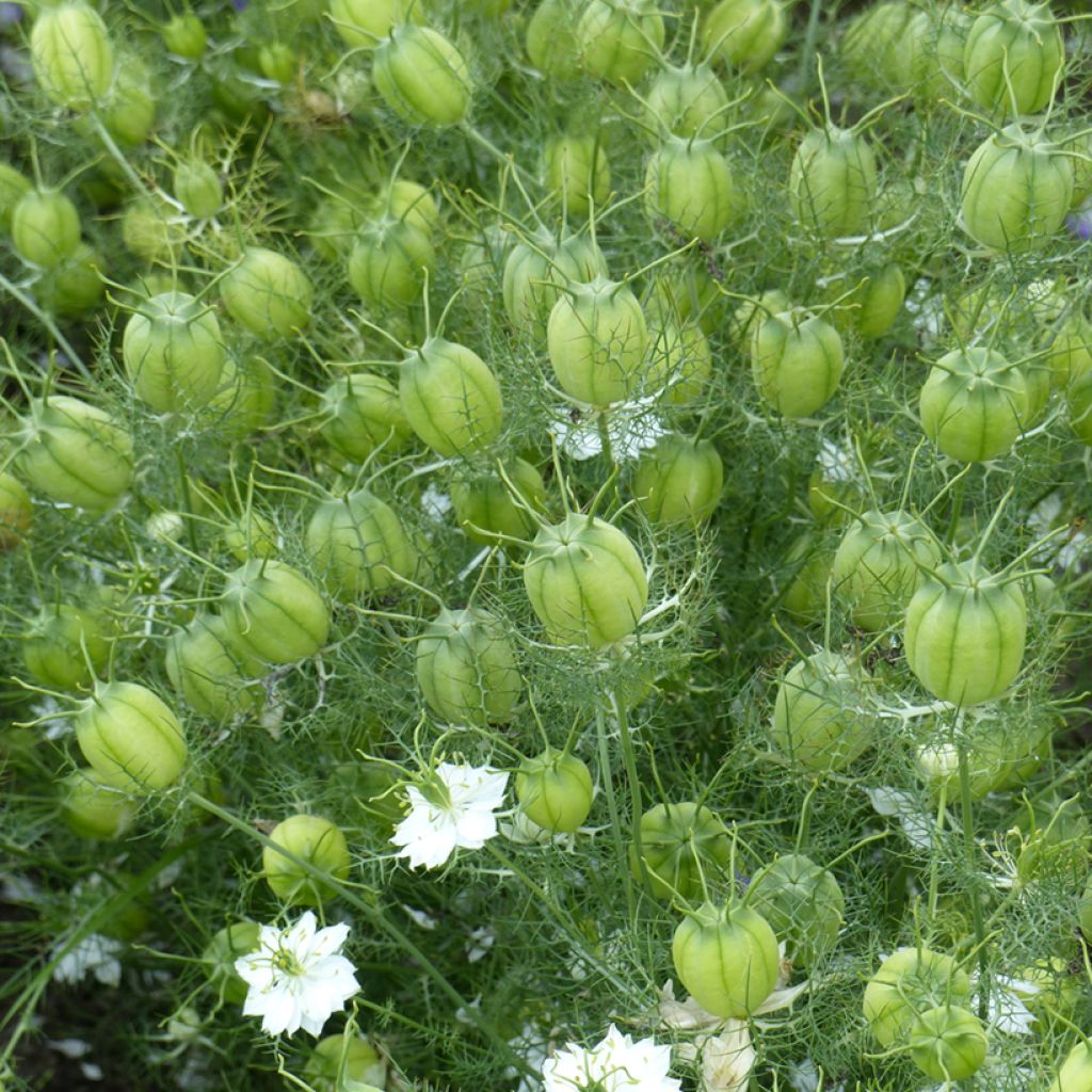 Nigella damascena Green Pod biologisch (zaad) - Juffertje-in-het-groen