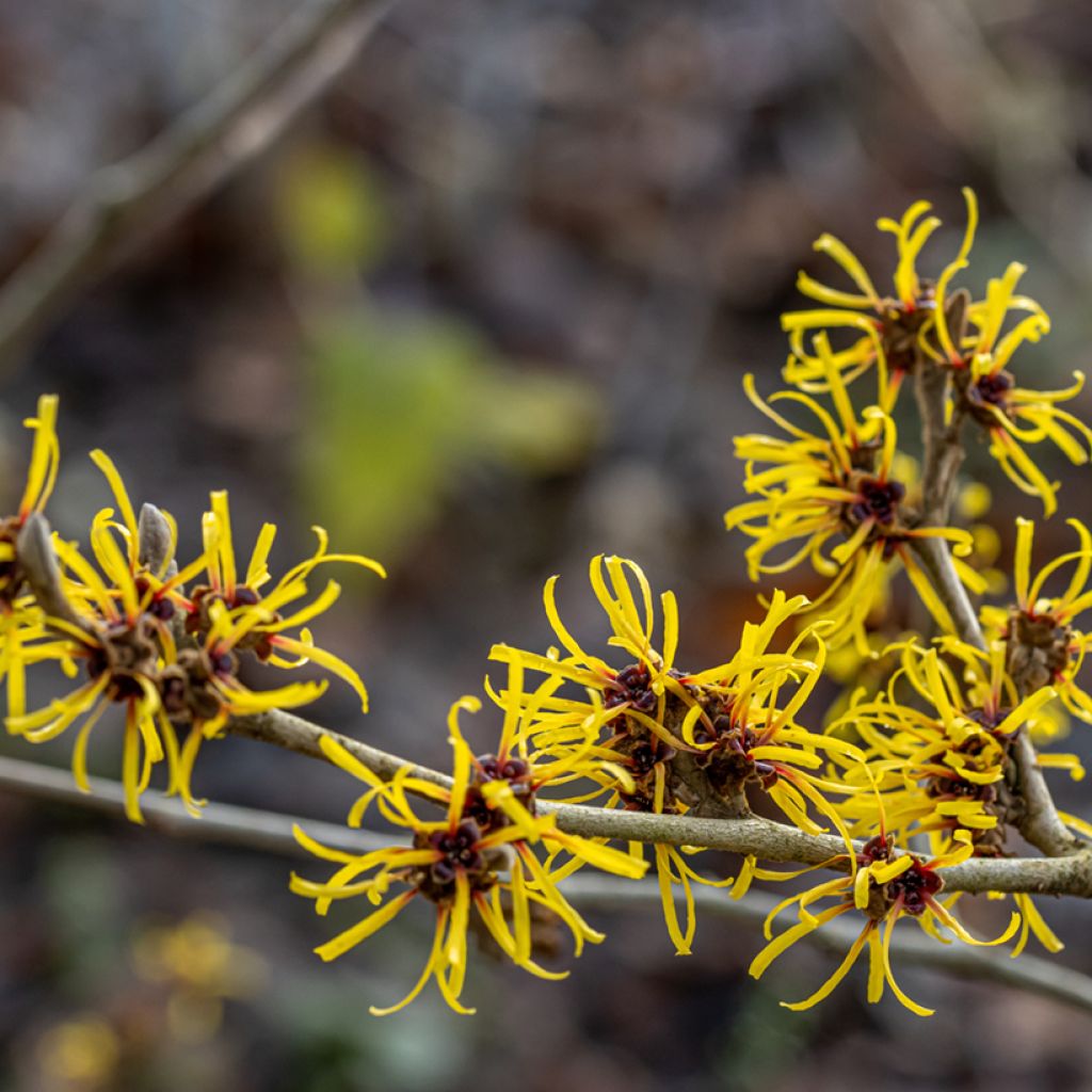 Hamamelis mollis Pallida - Zachte toverhazelaar