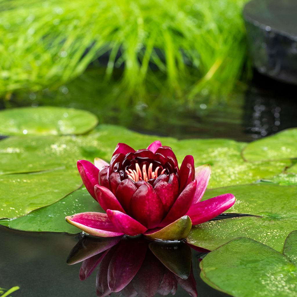 Nymphaea Black Princess - Waterlelie