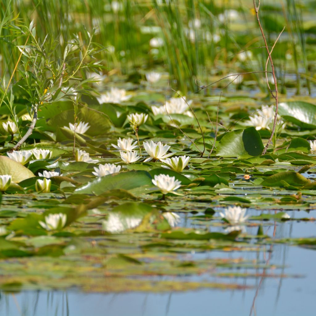 Nymphaea candida - Kleine witte waterlelie