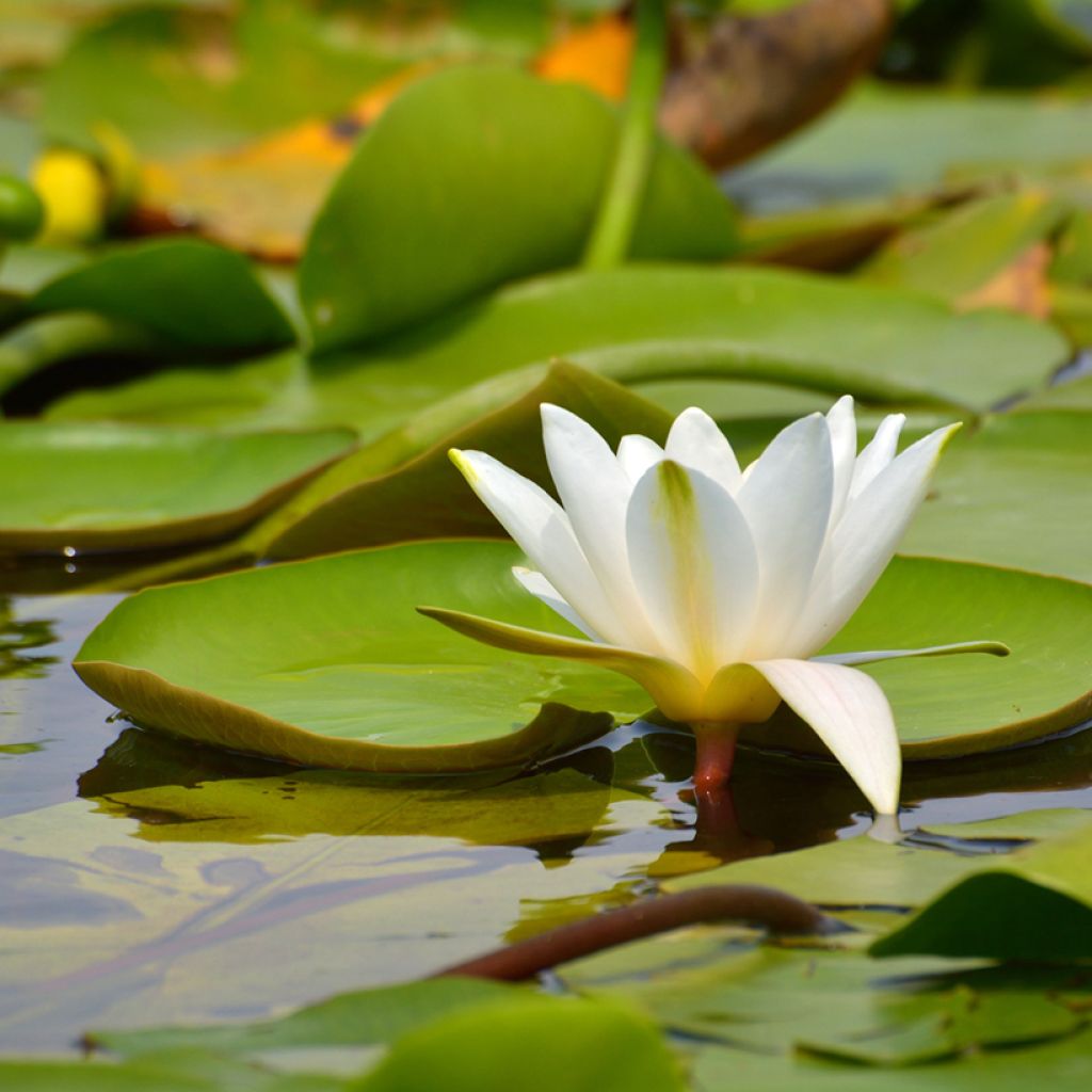Nymphaea candida - Kleine witte waterlelie
