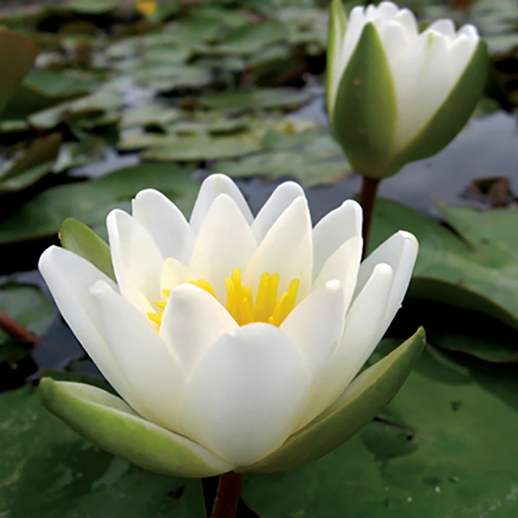 Nymphaea candida - Kleine witte waterlelie