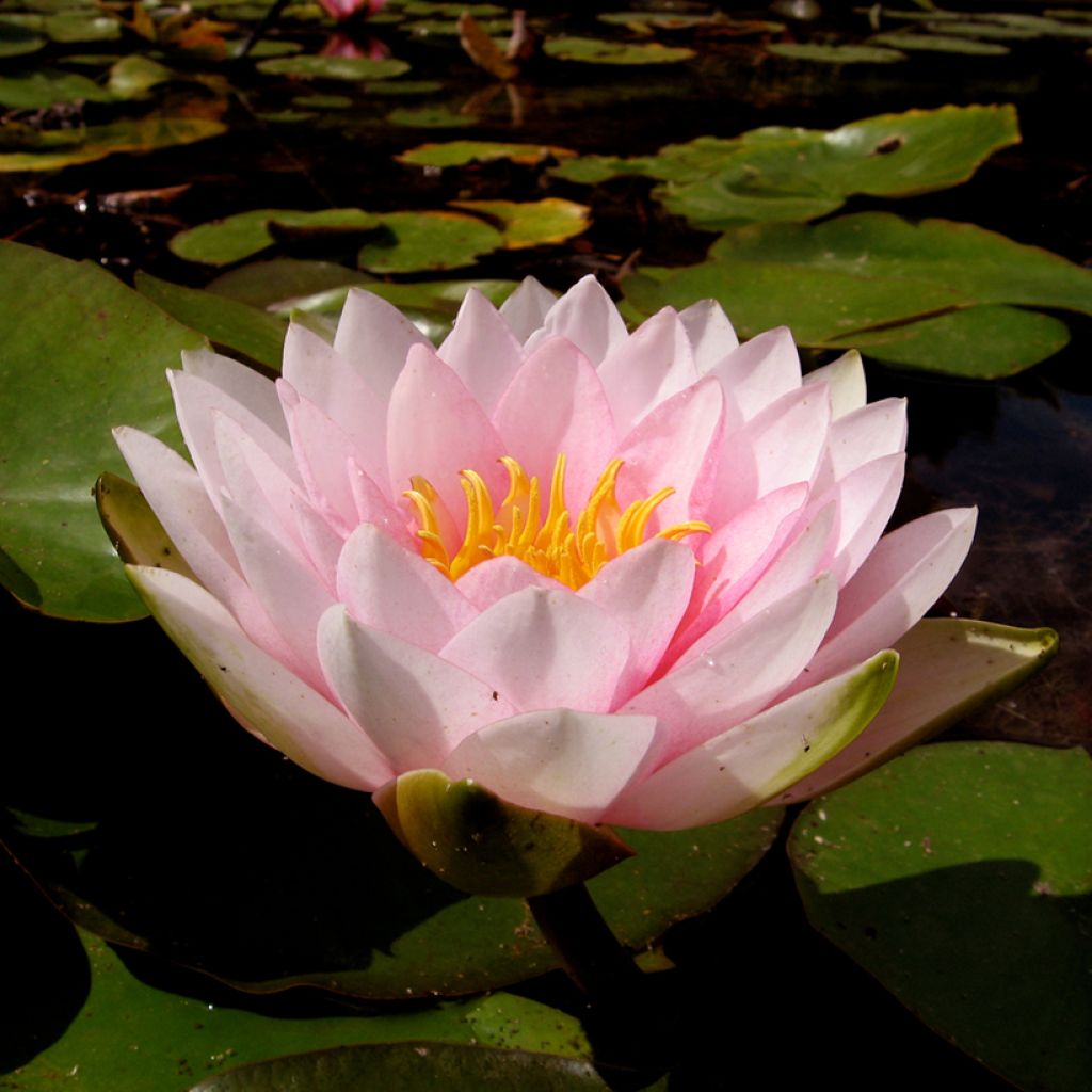 Nymphaea Darwin - Waterlelie
