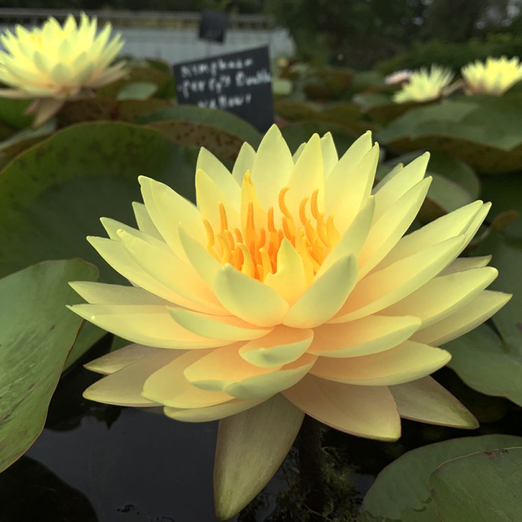 Nymphaea Double Yellow - Waterlelie