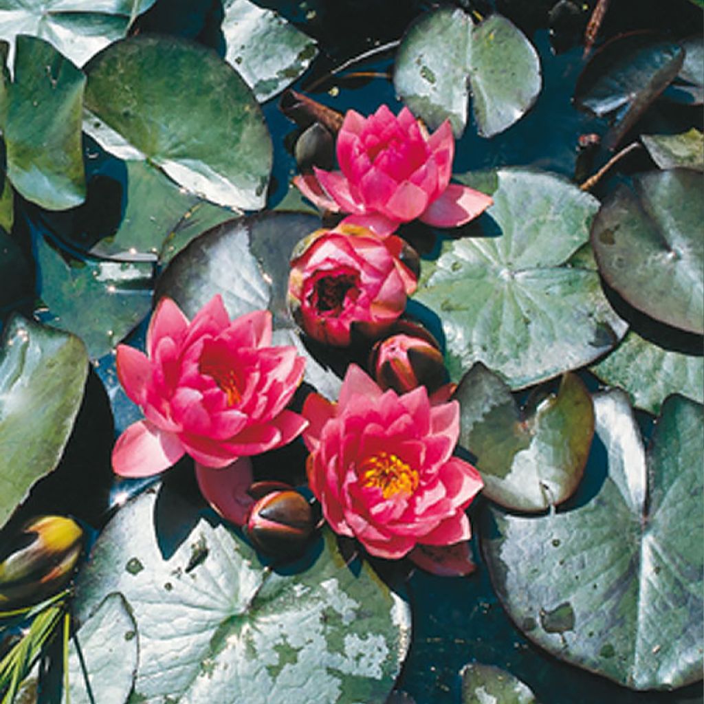 Nymphaea James Brydon - Waterlelie