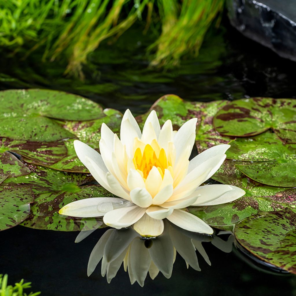 Nymphaea Lemon Mist - Waterlelie