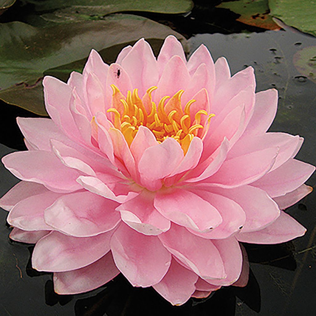 Nymphaea Lily Pons - Waterlelie