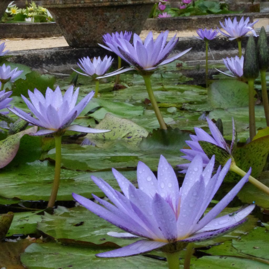 Nymphaea Pennsylvania - Waterlelie