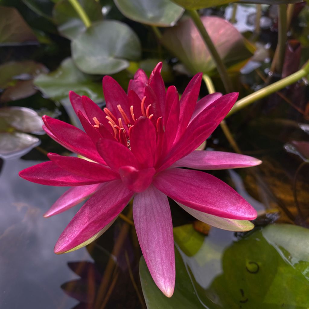 Nymphaea Perry's Red Glow - Waterlelie