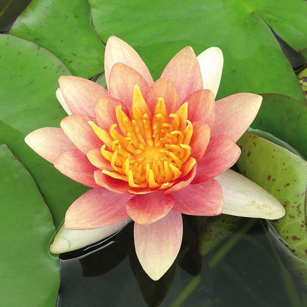Nymphaea Sioux - Waterlelie
