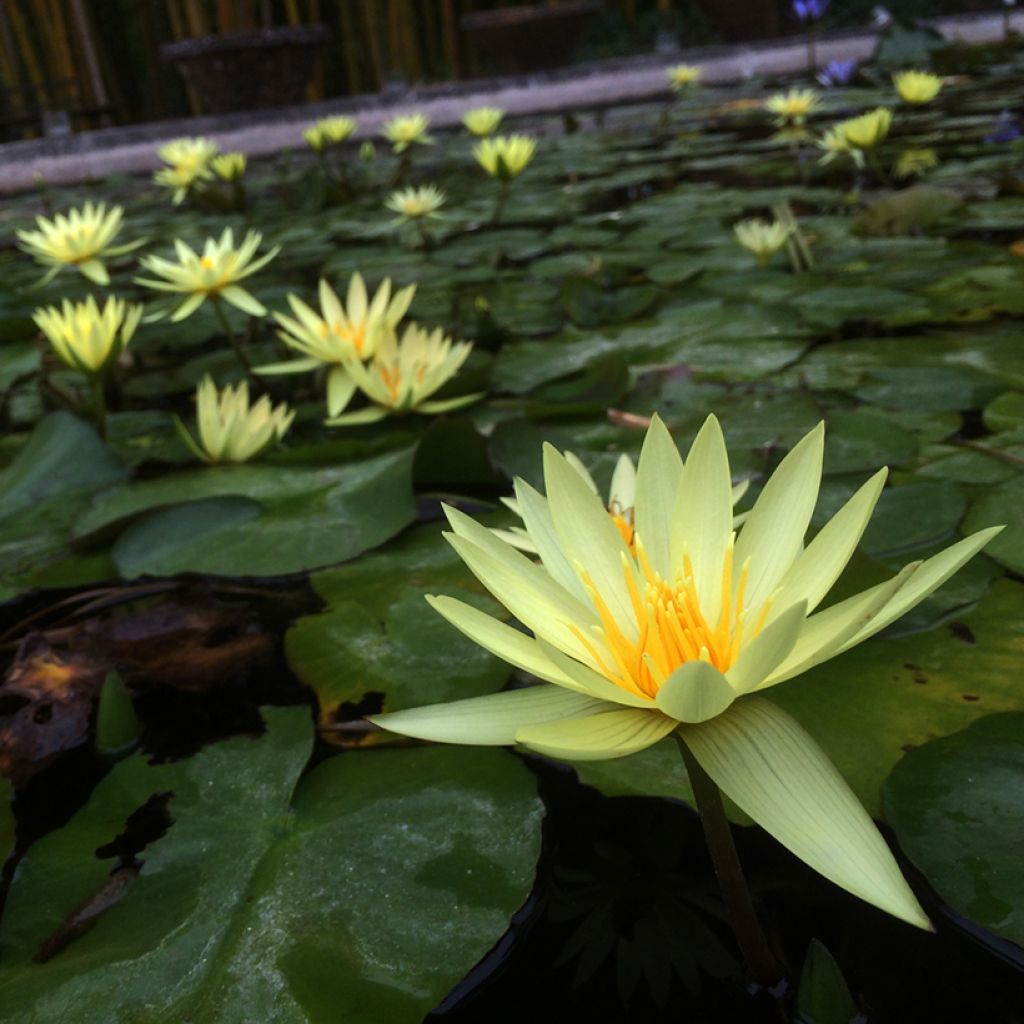 Nymphaea St. Louis Gold - Waterlelie
