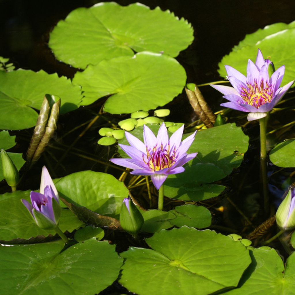 Nymphaea colorata - Waterlelie