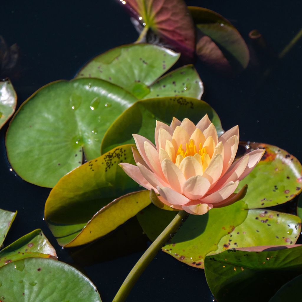 Nymphaea Clyde Ikins - Waterlelie