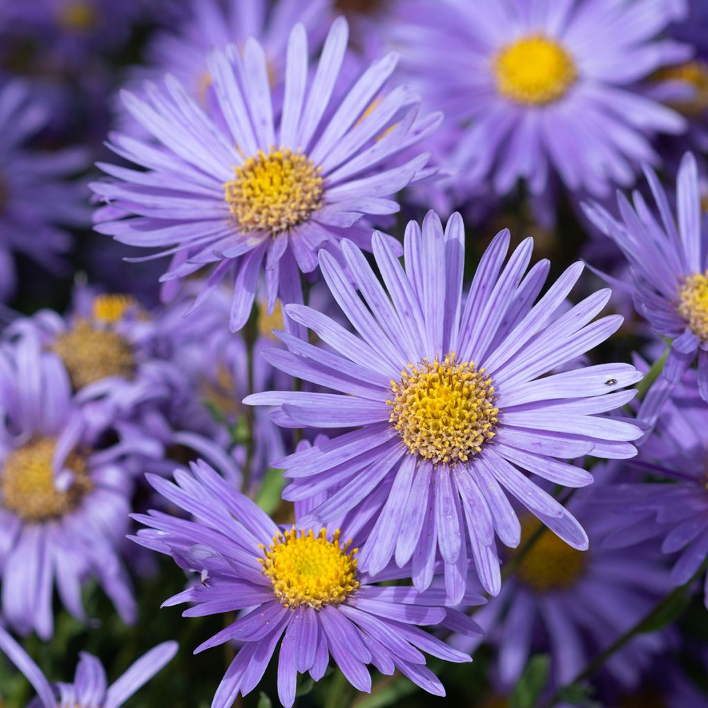 Aster amellus Grunder - Bergaster