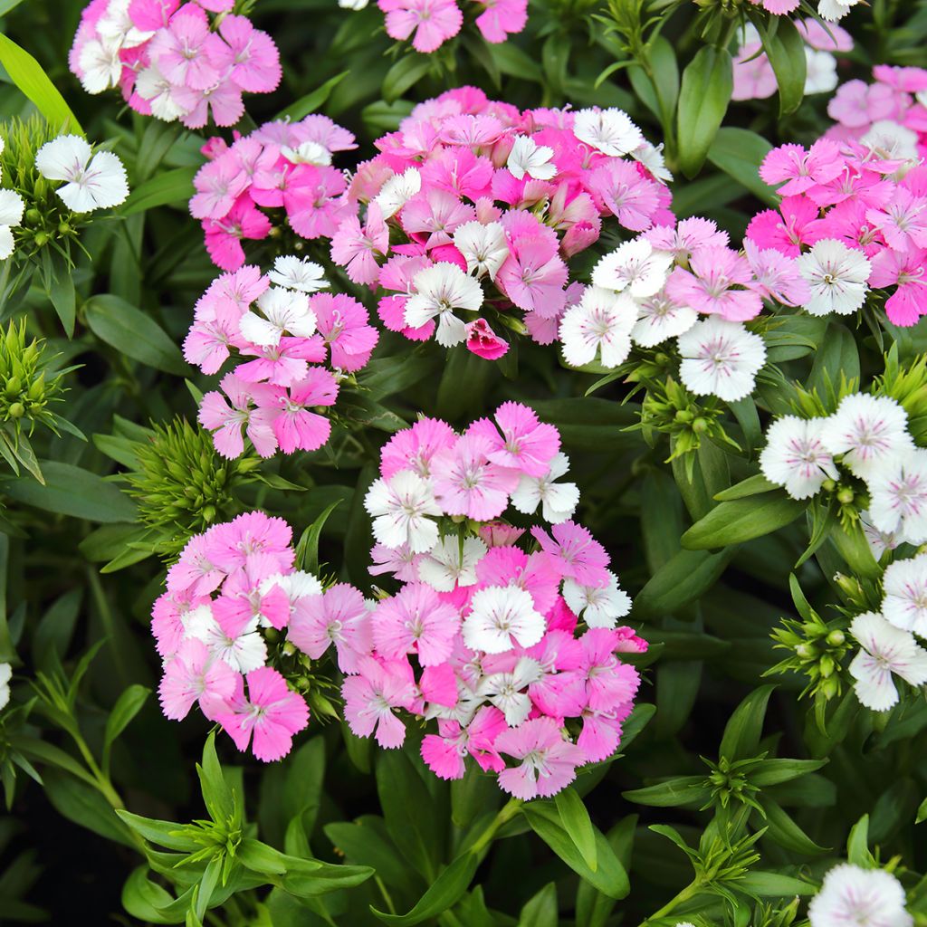 Dianthus barbatus Jolt Pink Magic - Grasanjer