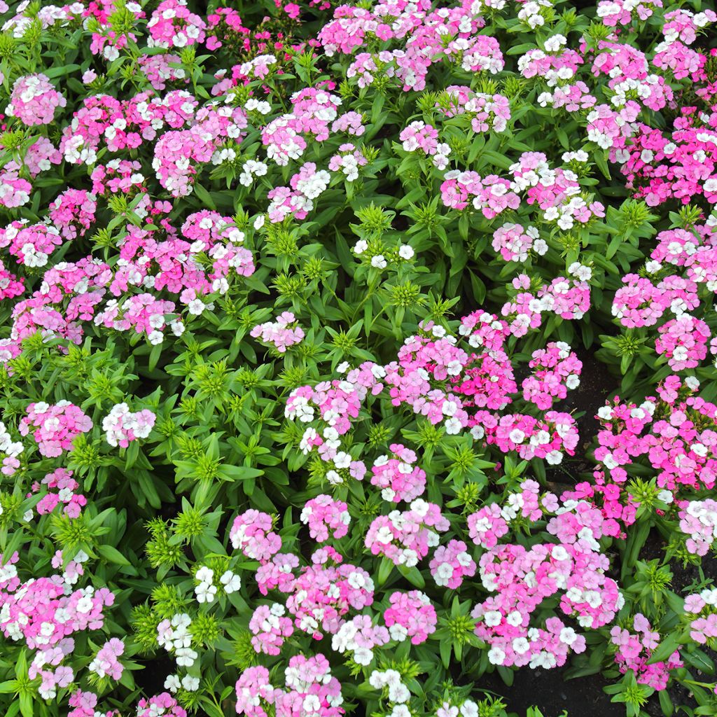 Dianthus barbatus Jolt Pink Magic - Grasanjer
