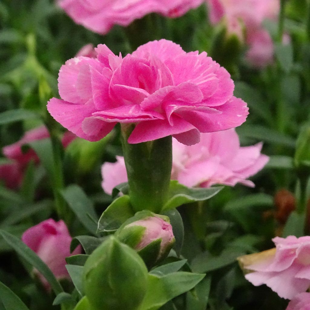 Anjer Sunflor Evert - Dianthus