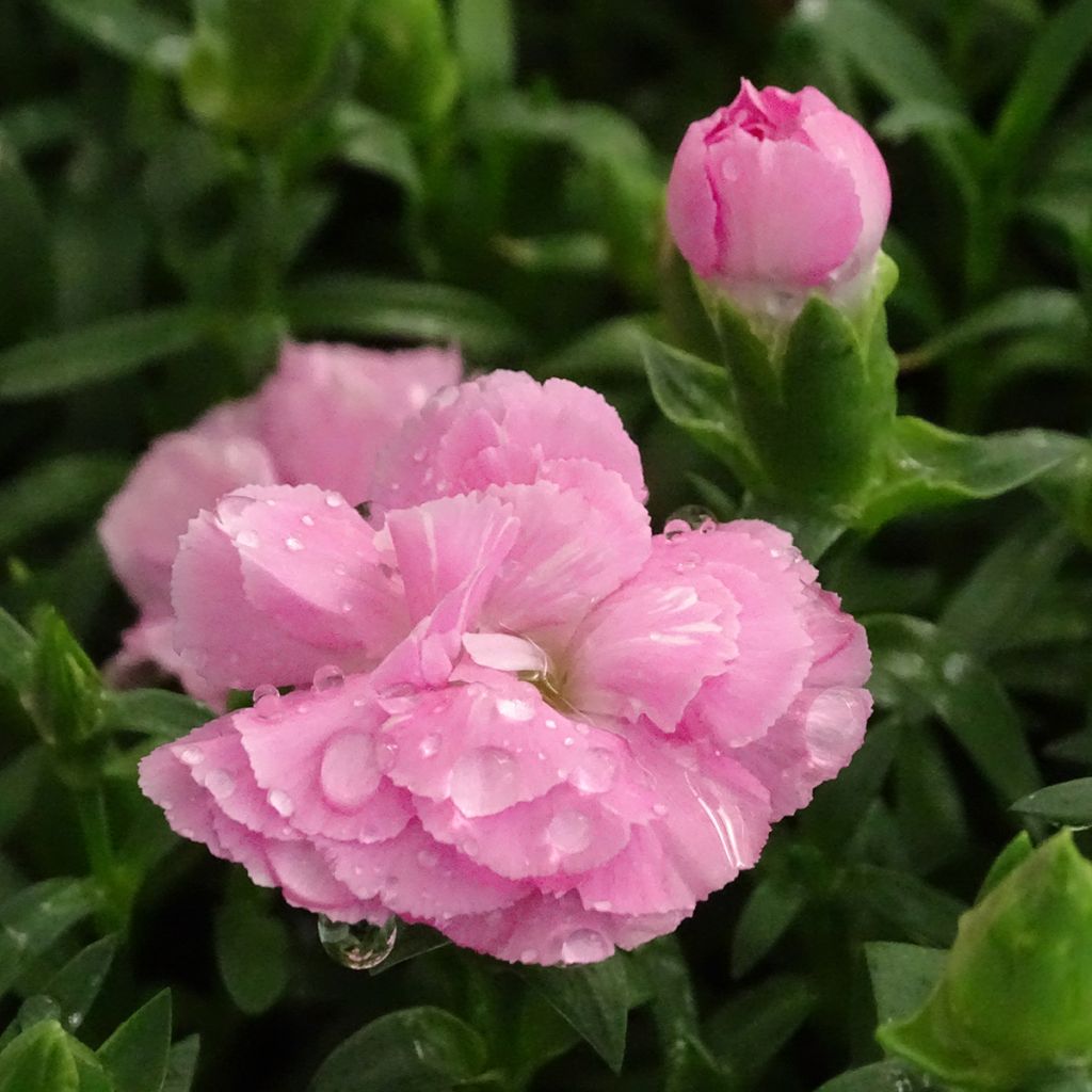 Anjer Sunflor Evert - Dianthus