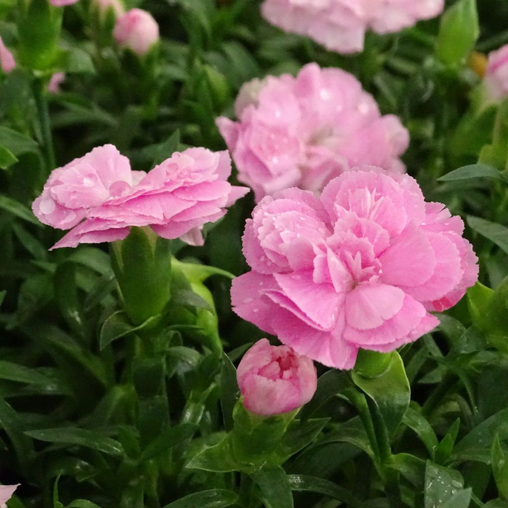 Anjer Sunflor Evert - Dianthus