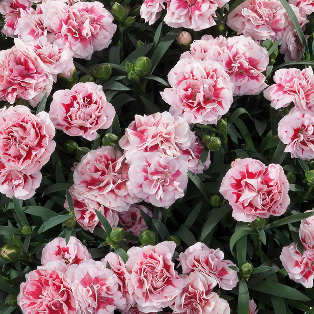 Anjer Sunflor Megan - Dianthus
