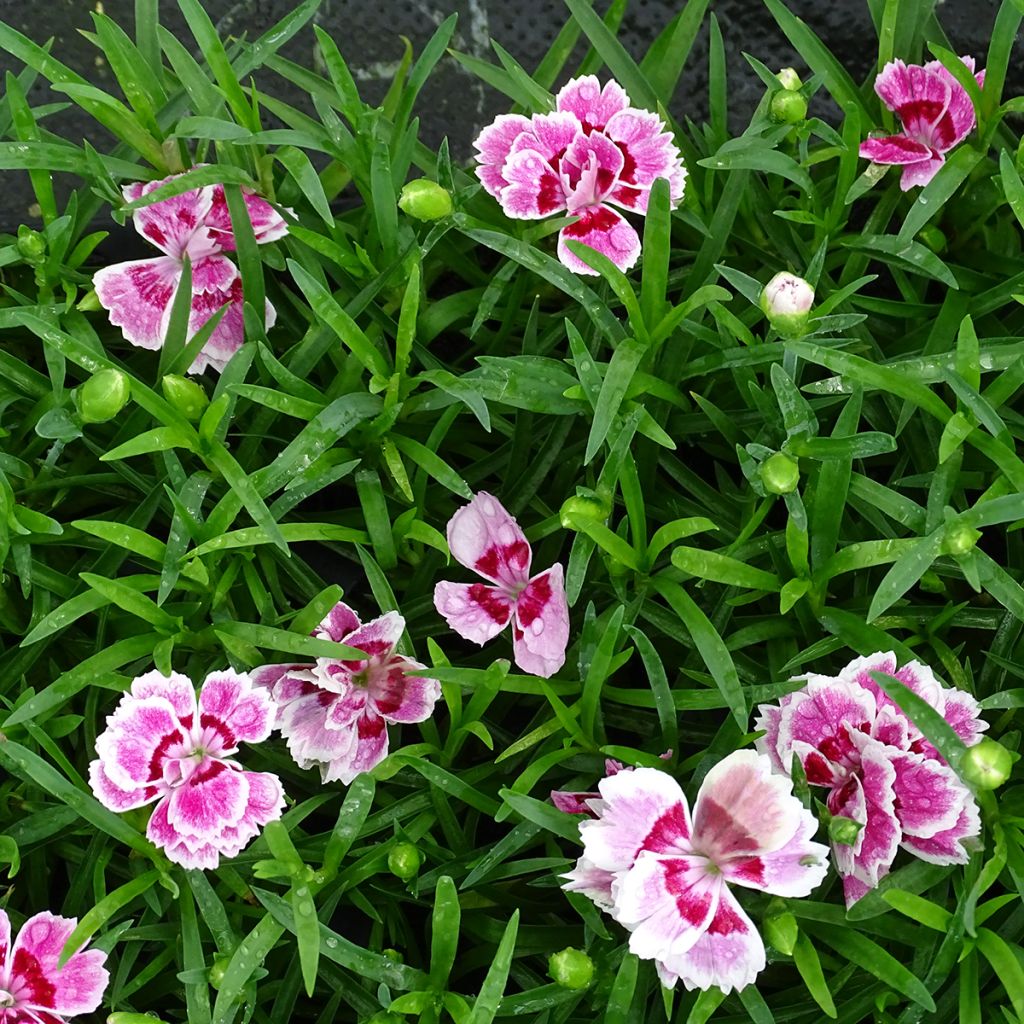 Dianthus Sunflor Red Esta - Grasanjer