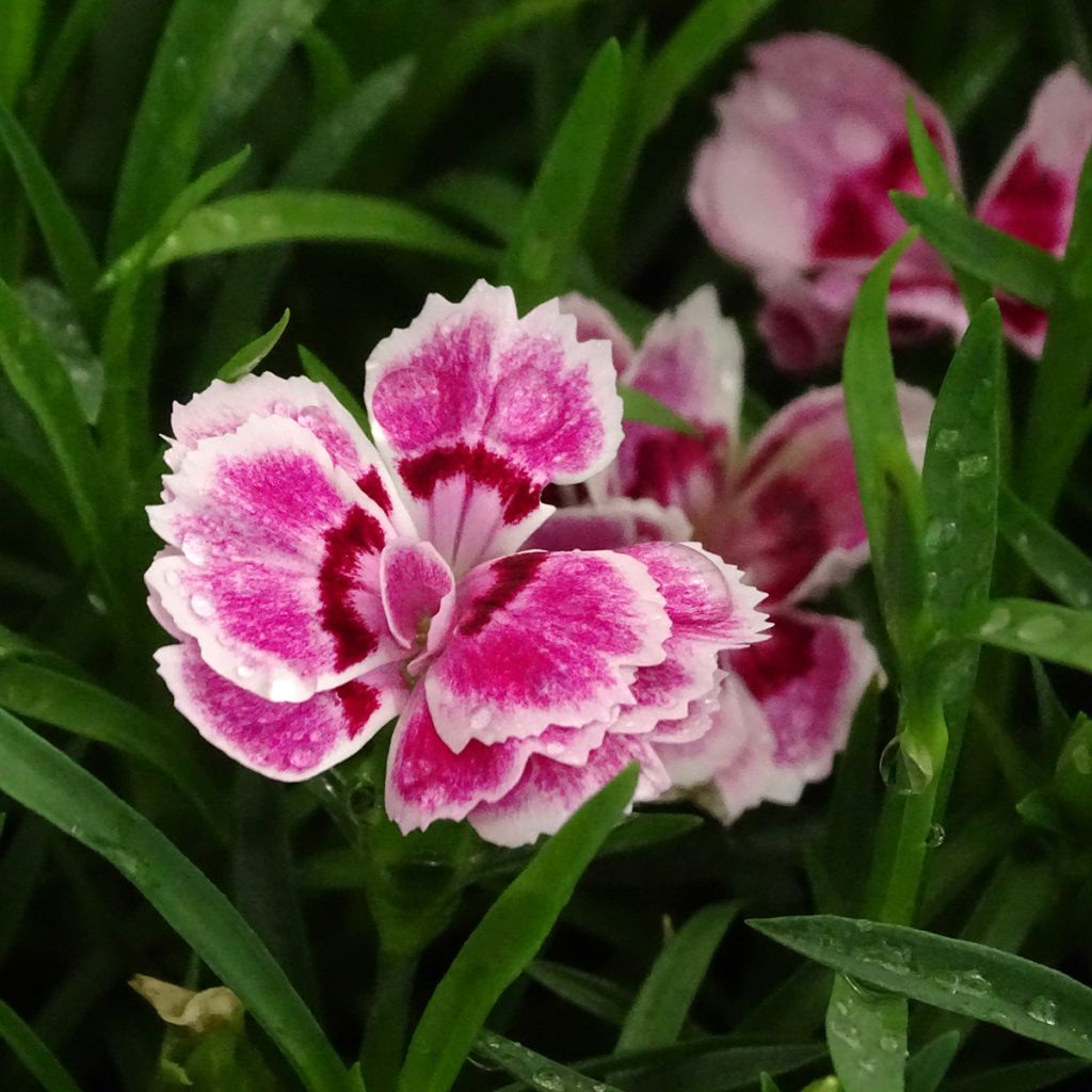 Dianthus Sunflor Red Esta - Grasanjer