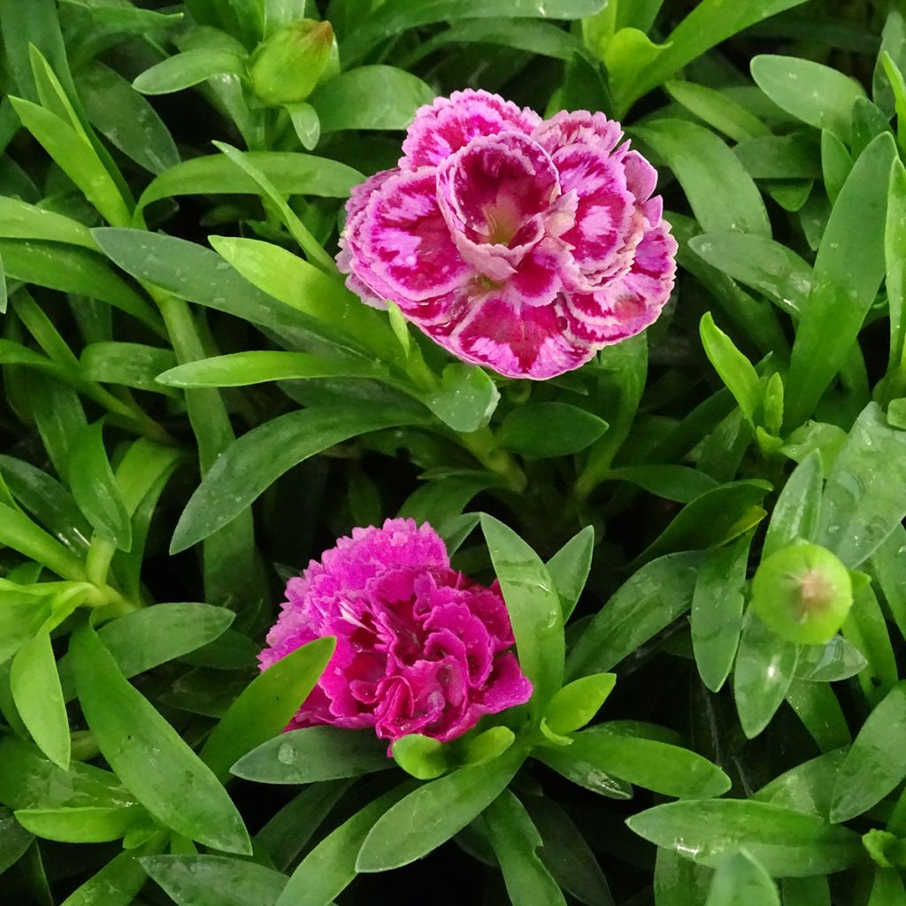 Anjer Sunflor Sinclair - Dianthus