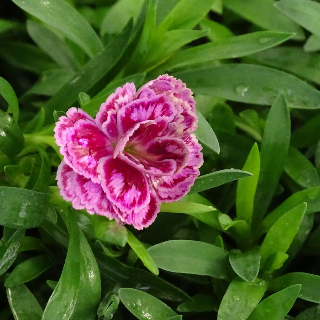 Anjer Sunflor Sinclair - Dianthus