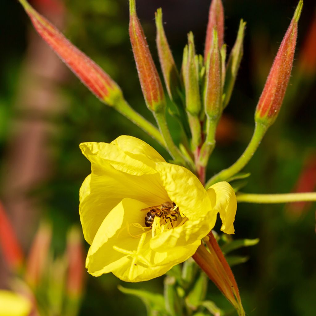 Oenothera glazioviana - Grote teunisbloem