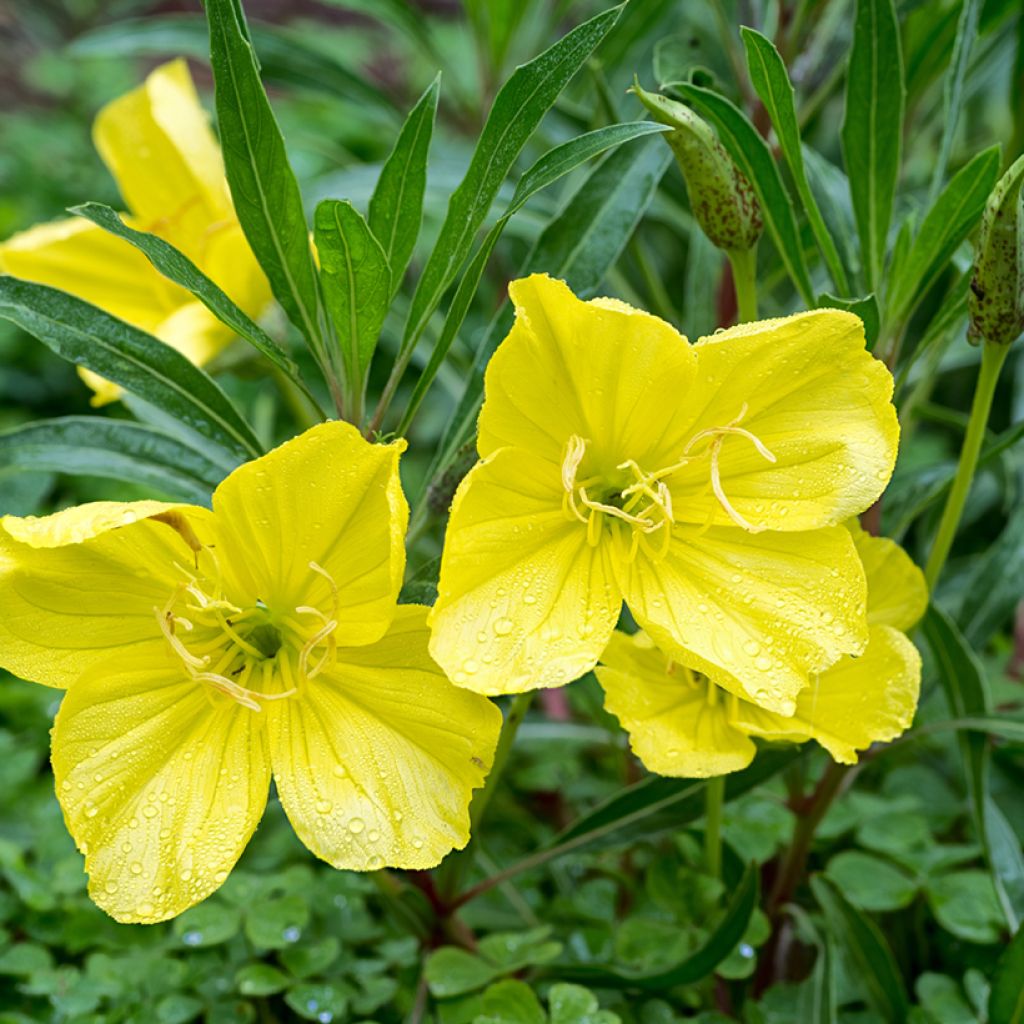 Oenothera missouriensis - Teunisbloem