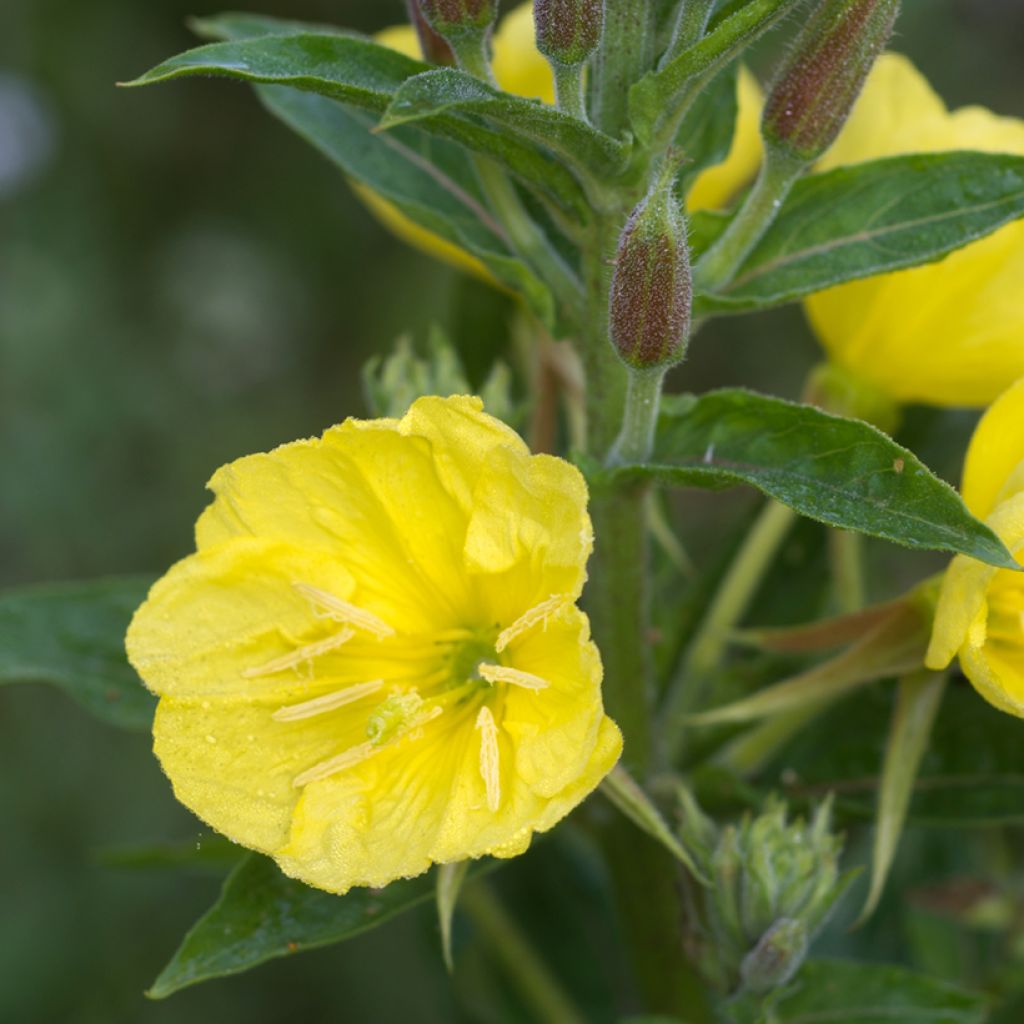 Oenothera missouriensis - Teunisbloem