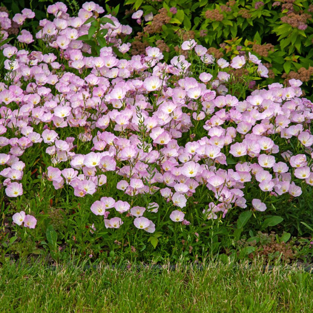 Oenothera speciosa - Teunisbloem