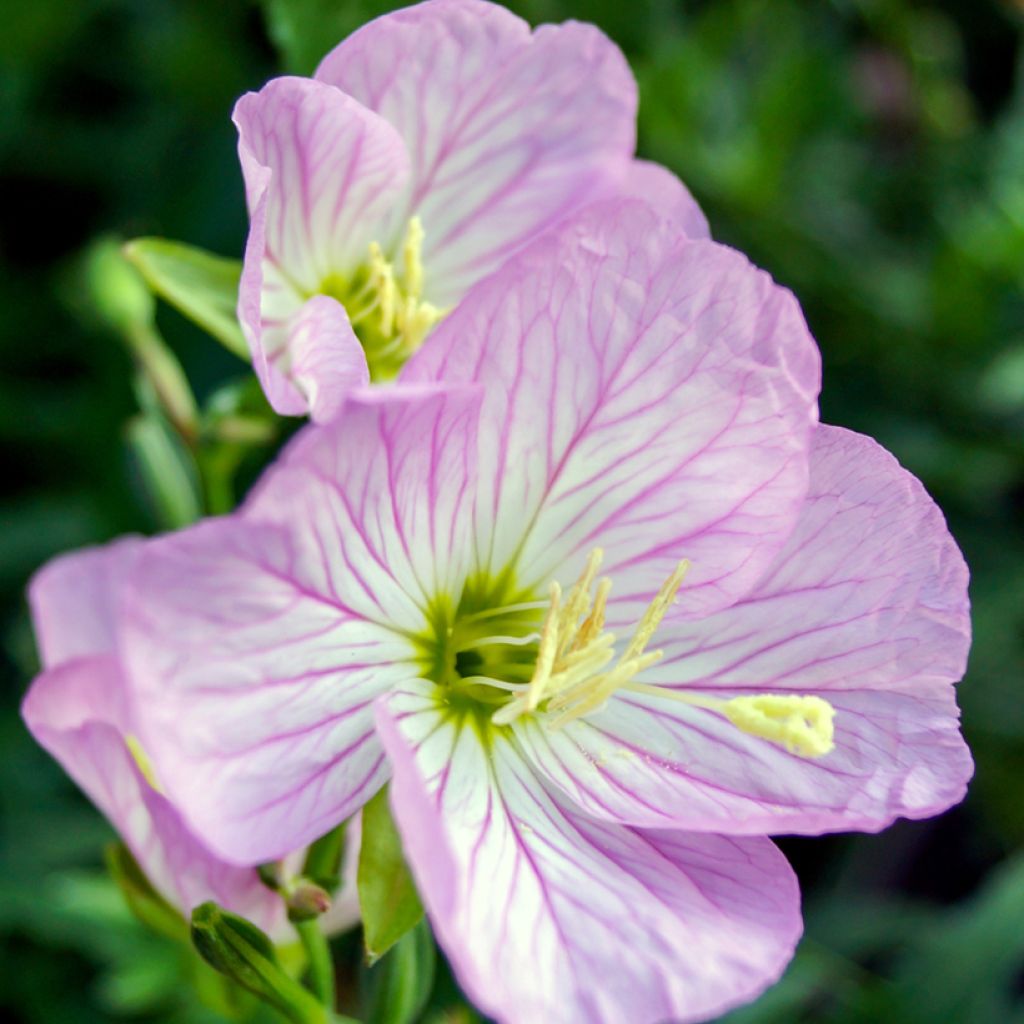 Oenothera speciosa Siskiyou - Teunisbloem
