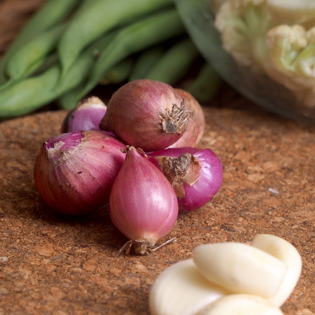 Rode voorjaarsui Lilia