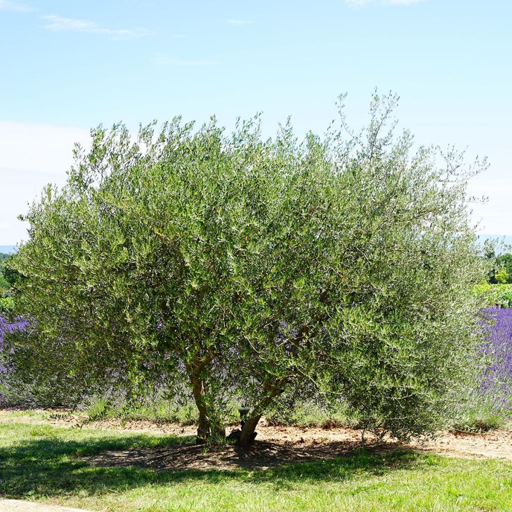 Olea europaea - Olijfboom
